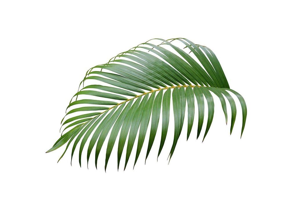 Cerenia palm tree in the capsules of Urosaf